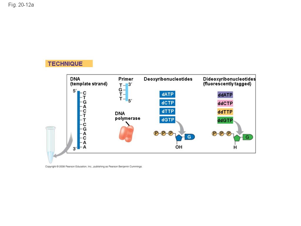 Fig. 20-12a DNA (template strand) TECHNIQUE DNA polymerase Primer Deoxyribonucleotides Dideoxyribonucleotides (fluorescently tagged) dATP